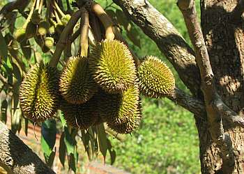 kebun buah mangunan bantul yogyakarta