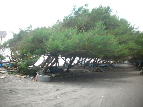 Pantai Kuwaru paket wisata yogyakarta