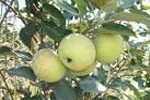 Agro Wisata Apel
