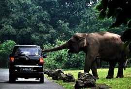 Taman Safari Indonesia II Prigen